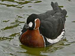 Image of Hawaiian goose