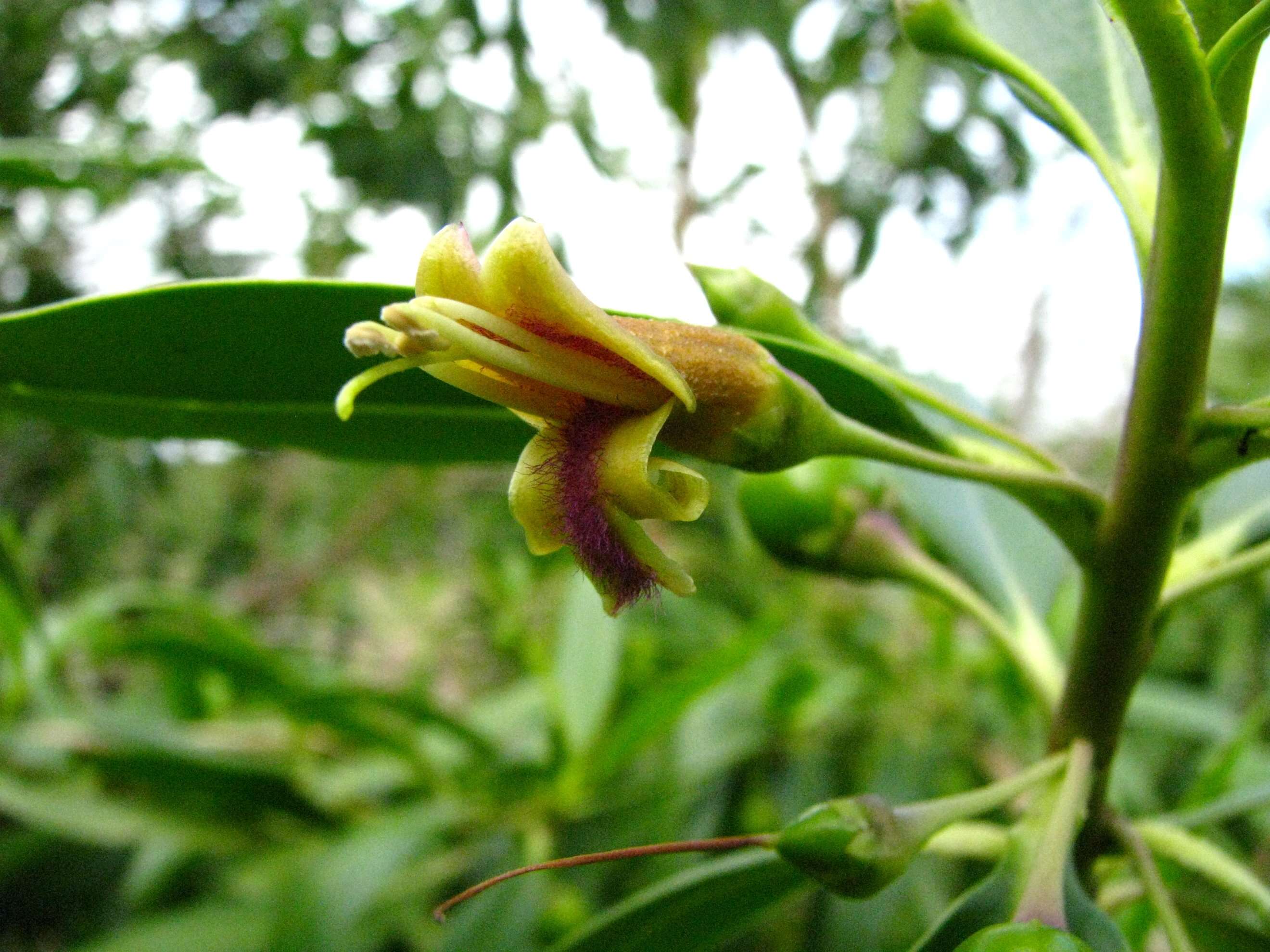 Image de Bontia daphnoides L.