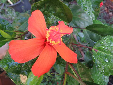 Image of Native Red Rose-Mallow