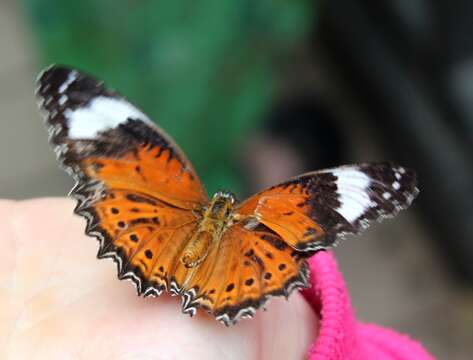 Image of Orange lacewing