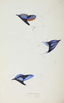 Image of Variegated Fairy-wren