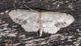 Image of Idaea