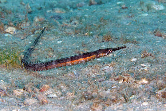 Image of Chain pipefish