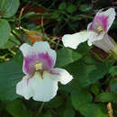 Image of Erythranthe naiandina (J. M. Watson & C. Bohlen) G. L. Nesom