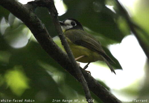 Tregellasia leucops (Salvadori 1876)的圖片