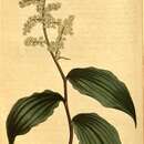 Image of Convallaria racemosa