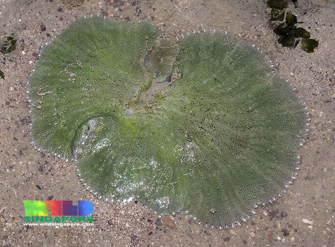 Image of Haddon's Carpet Anemone