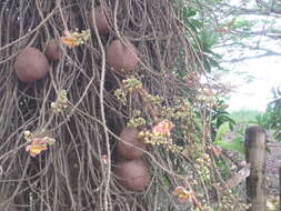 Image of cannonball tree