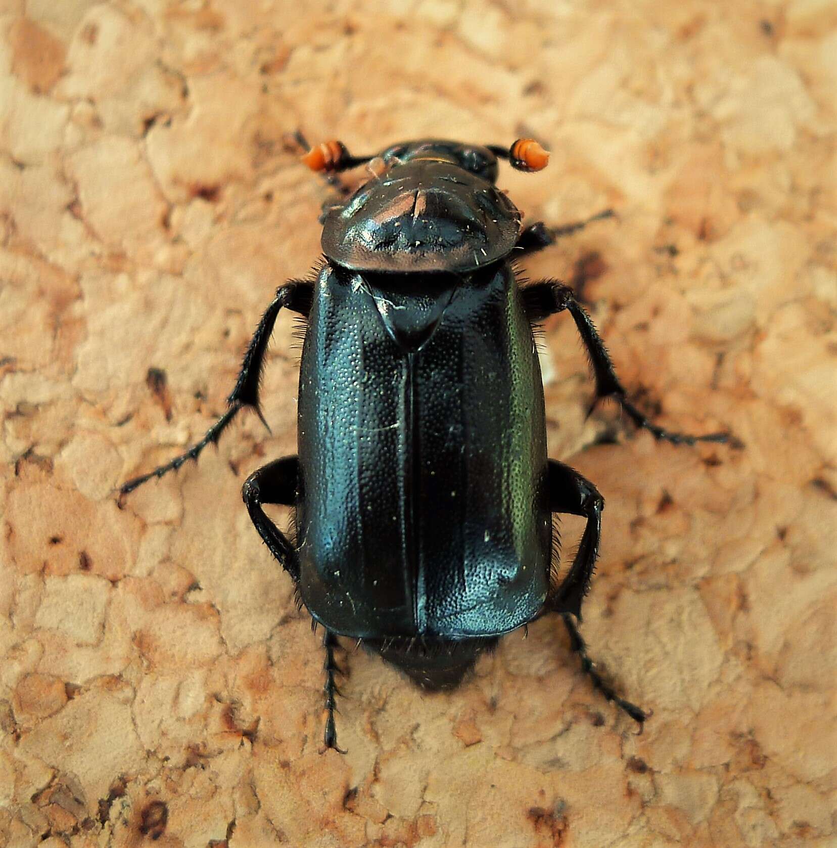 Image of Nicrophorus (Nicrophorus) humator (Gleditsch 1767)