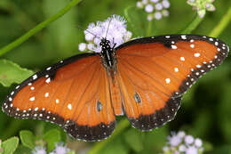 Sivun Danaus (Anosia) gilippus Cramer 1775 kuva