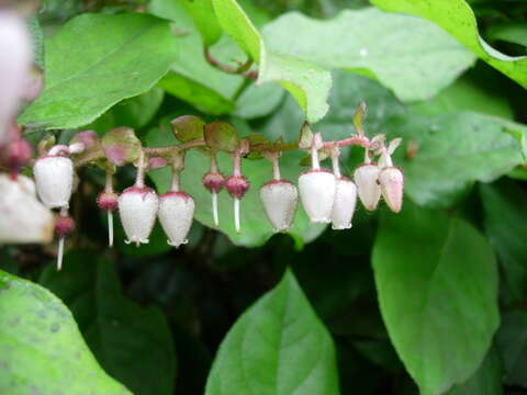 Image of salal