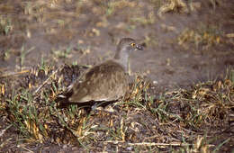 Image of Lesser Black-winged Plover