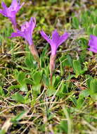 Image of Primula integrifolia L.