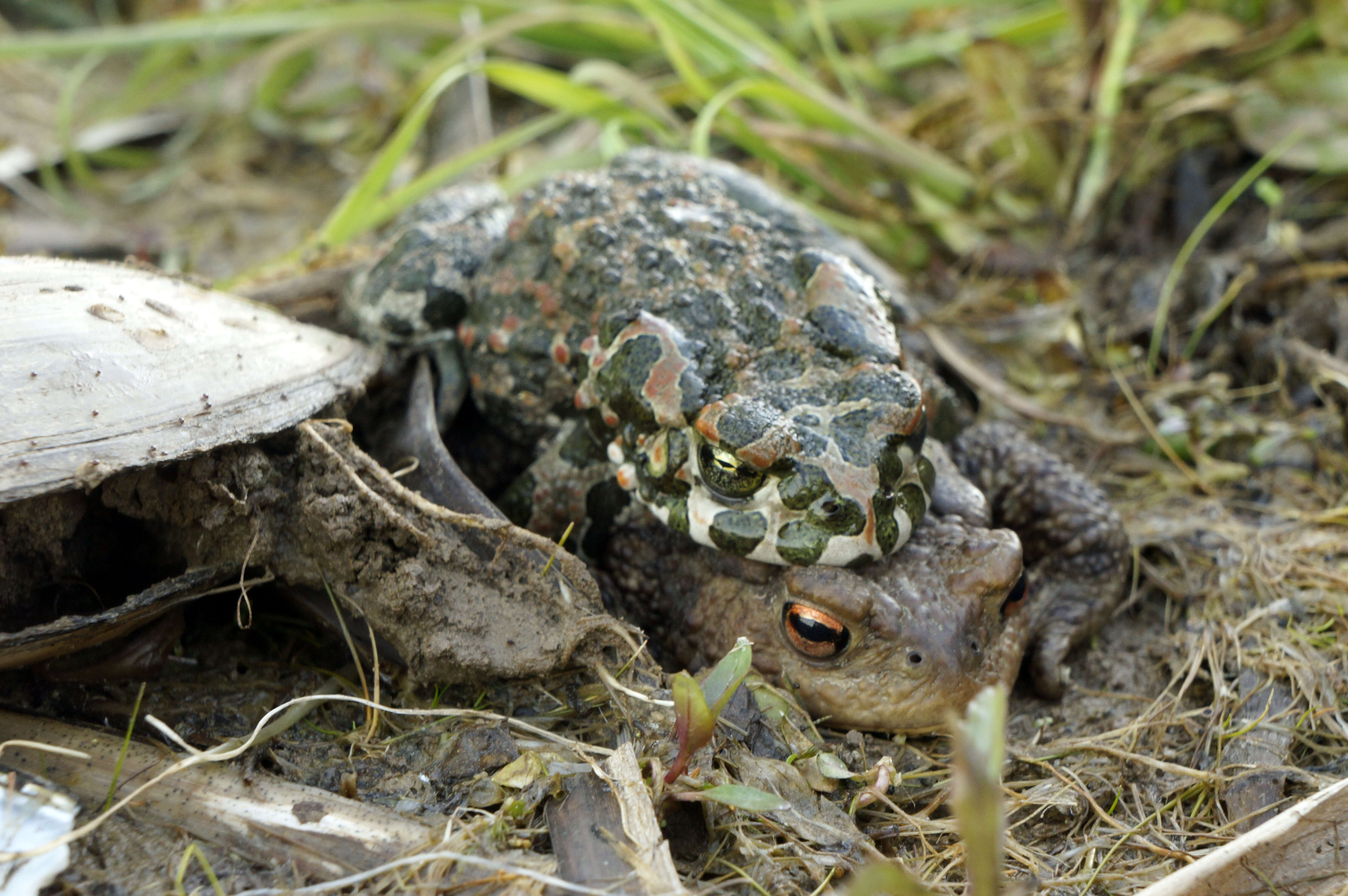 Image of Nile Valley Toad