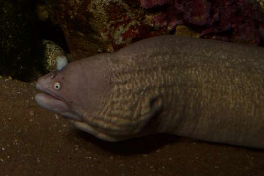 Image of Geometric moray