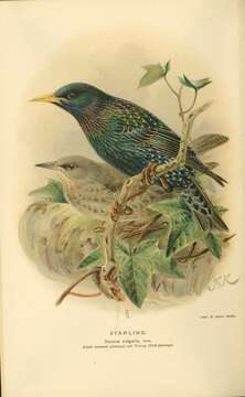 Image of Sturnus Linnaeus 1758