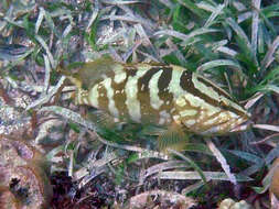 Epinephelus striatus (Bloch 1792) resmi