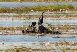 Image de Anhinga d'Afrique