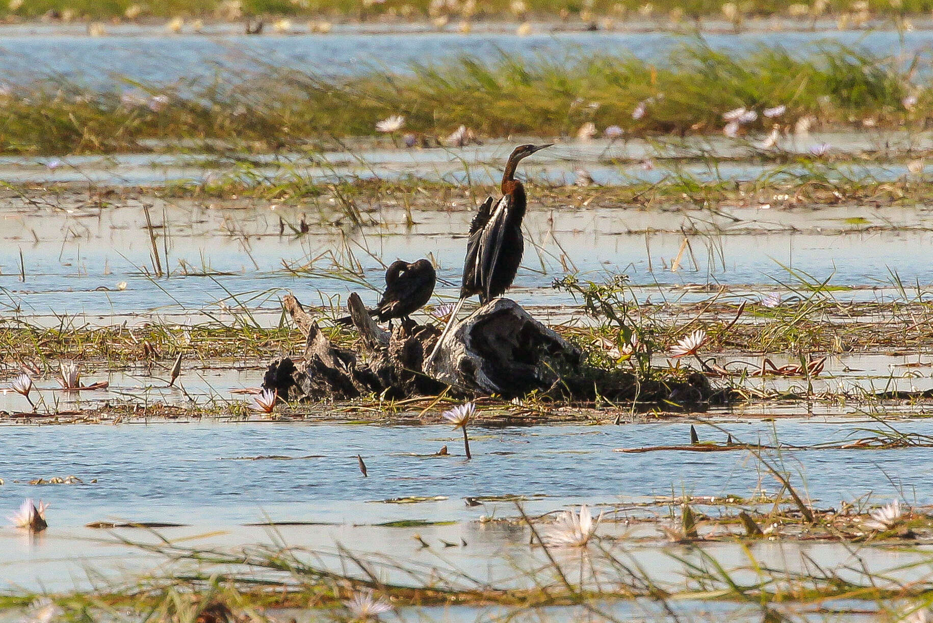 Image de Anhinga d'Afrique