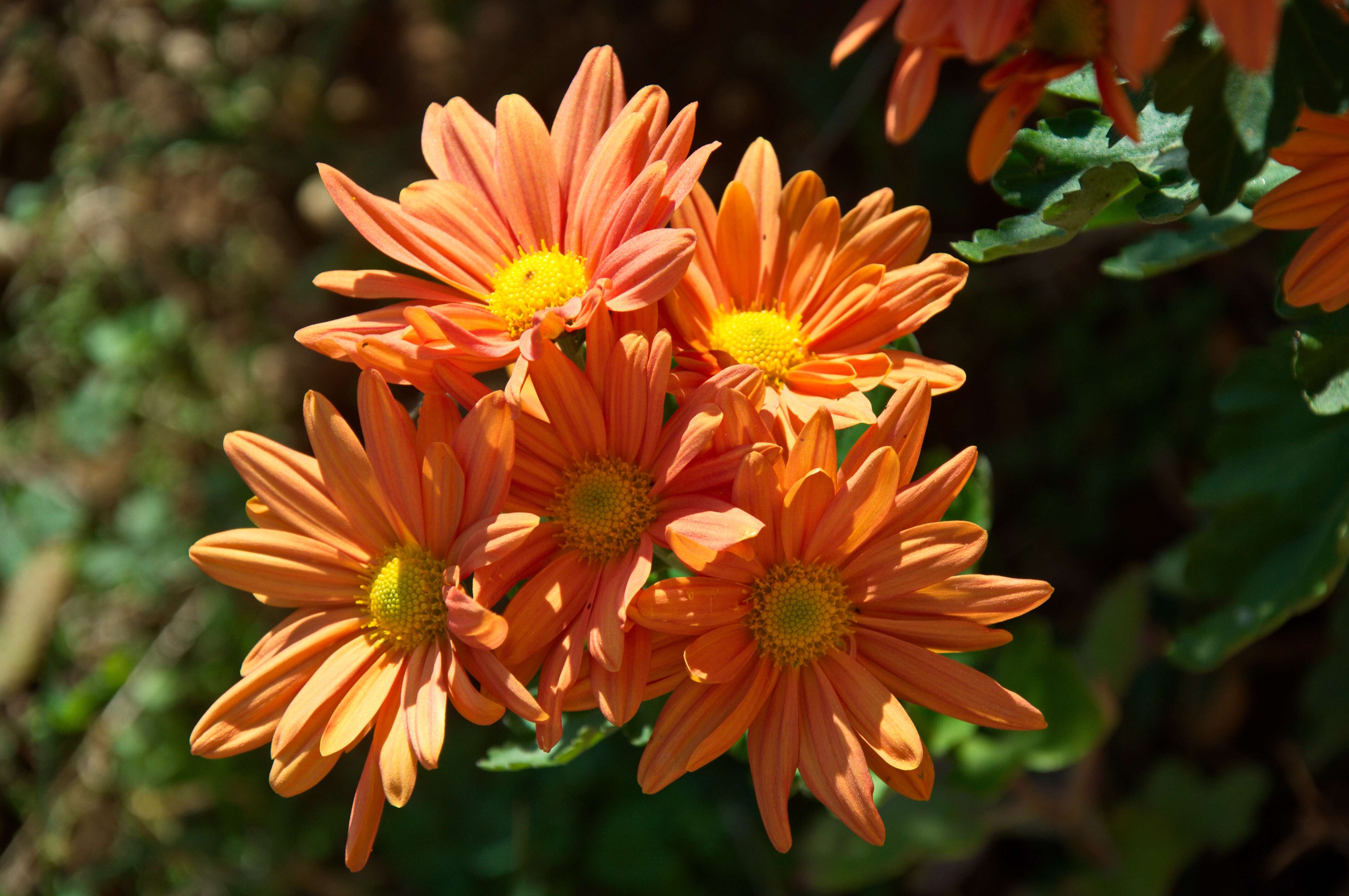 Image of Asteraceae