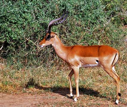 Imagem de Aepycerotinae Gray 1872