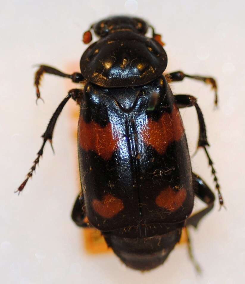 Nicrophorus (Nicrophorus) orbicollis (Say 1825) resmi