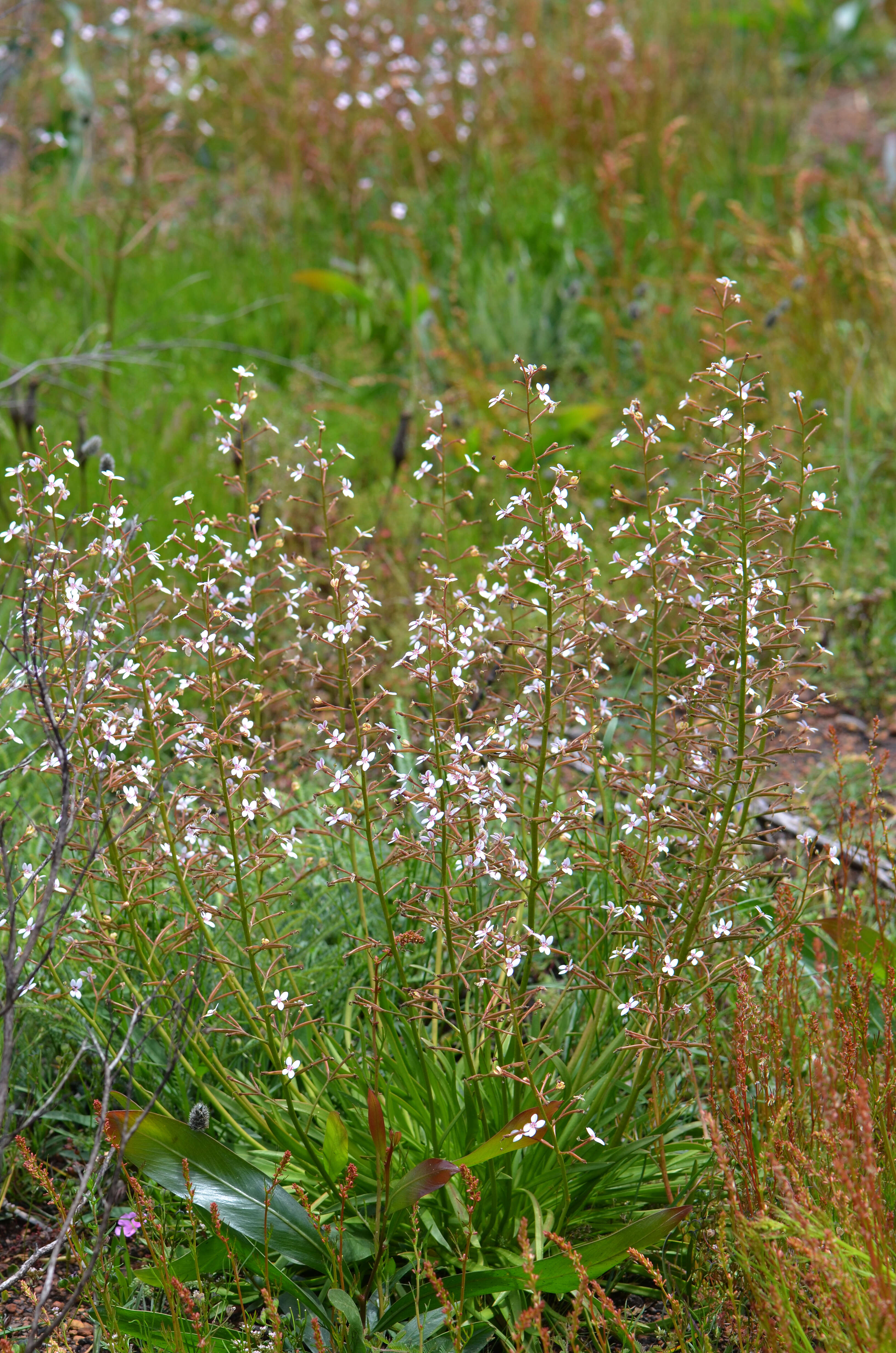 Sivun Stylidium crassifolium R. Br. kuva