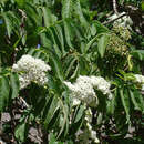 Image of Sambucus peruviana Kunth