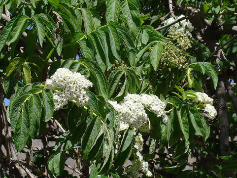 Image of Sambucus peruviana Kunth