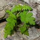 Image of dainty desert hideseed