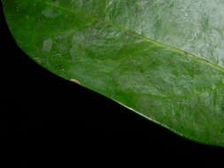 Image of Stephanopodium
