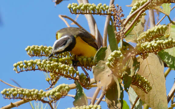 Image of Rusty-margined Flycatcher