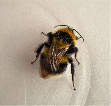 Image of Bumblebees