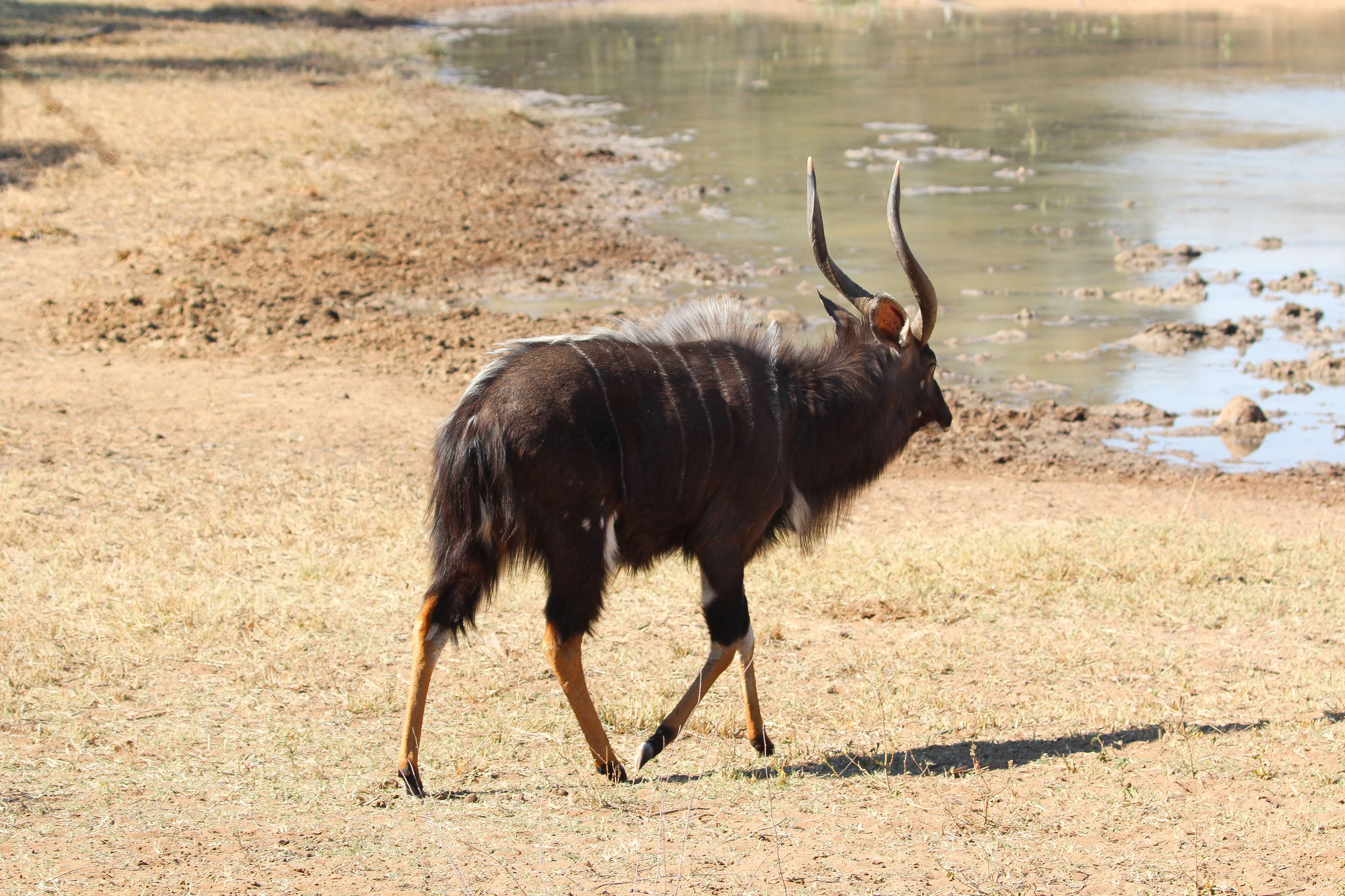 Image of Tragelaphus angasi