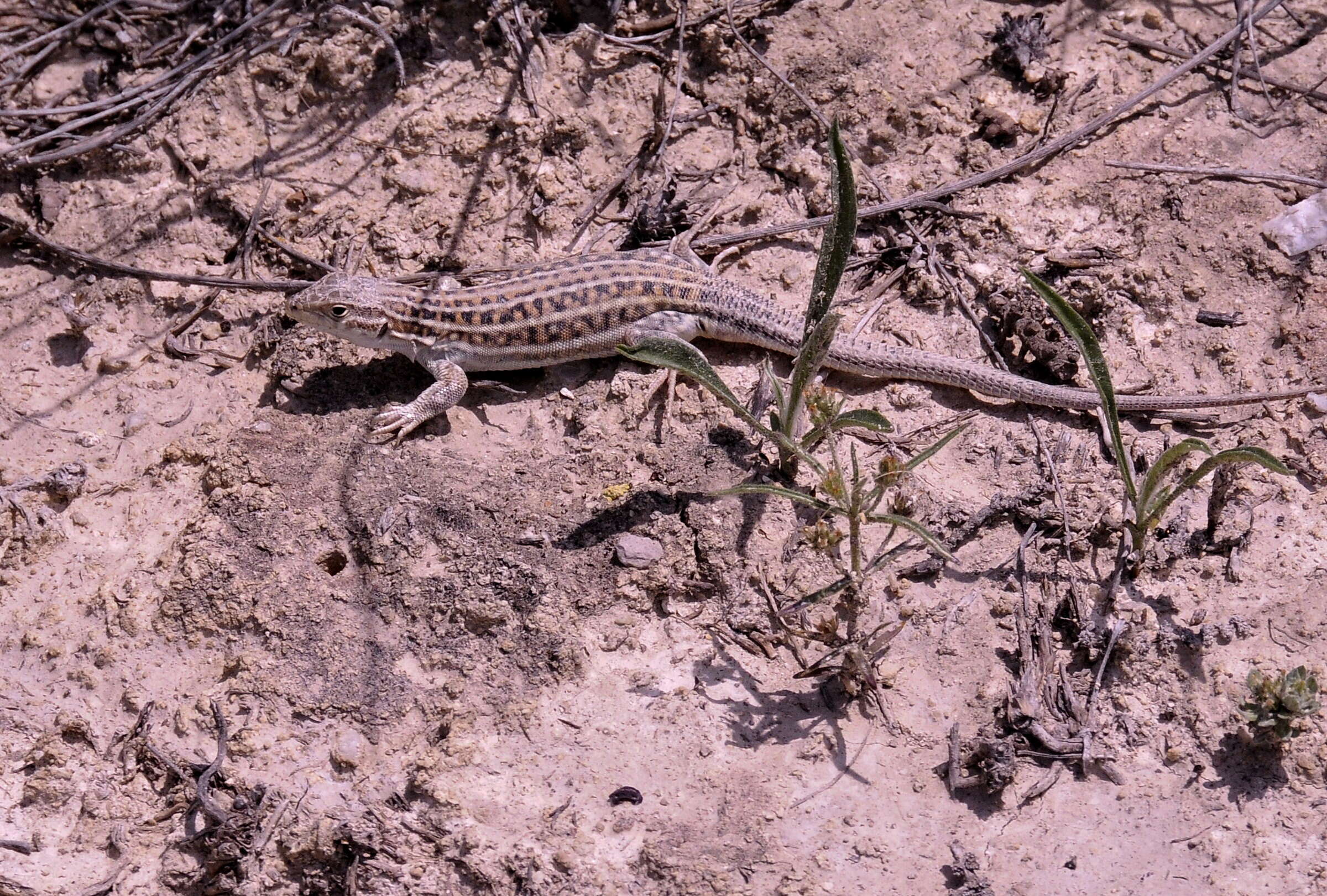 Image of Fringe-fingered lizard