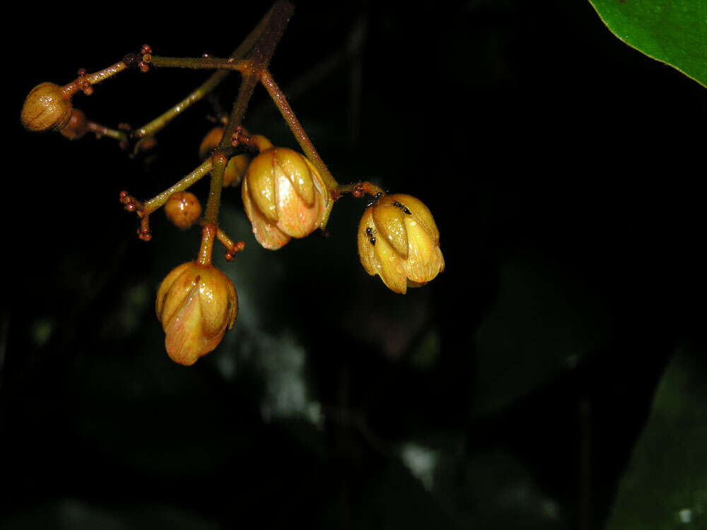 Image of Vismia baccifera (L.) Triana & Planchon