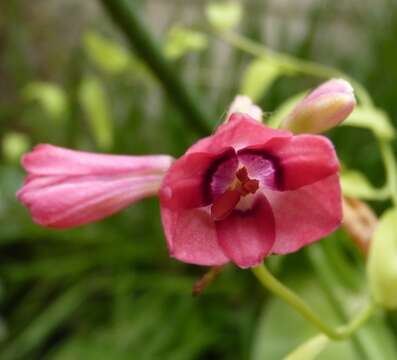 Image of Bomarea salsilla (L.) Mirb.