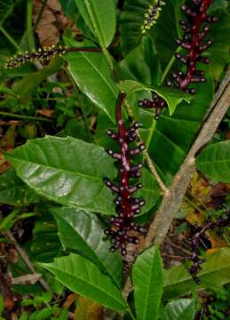 Image of Sorocea racemosa Gaud.