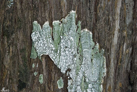 Image of pore lichen