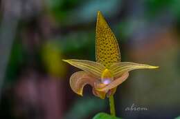 Image of Bulbophyllum lobbii Lindl.