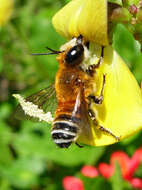 Megachile lanata (Fabricius 1775) resmi