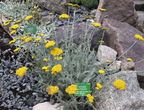 Sivun Achillea clypeolata Sibth. & Sm. kuva