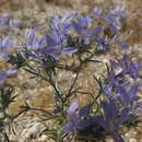 Image de Eriastrum eremicum subsp. eremicum