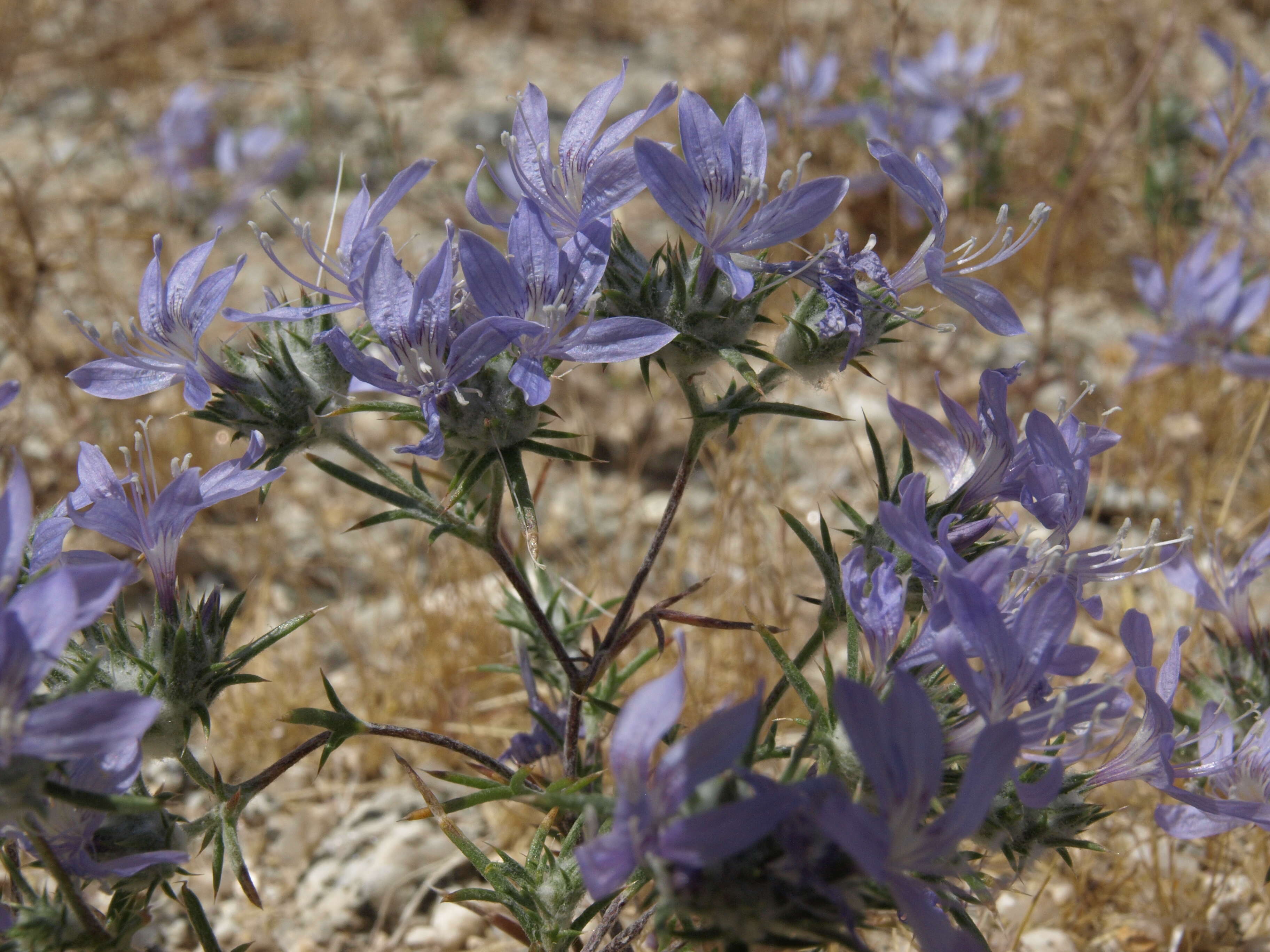 Image de Eriastrum eremicum subsp. eremicum