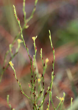 Sivun Hypericum gentianoides (L.) Britton, E. E. Sterns & Poggenb. kuva