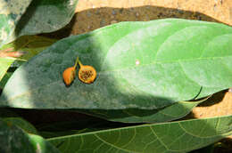 Image of Ficus heteropleura Bl.