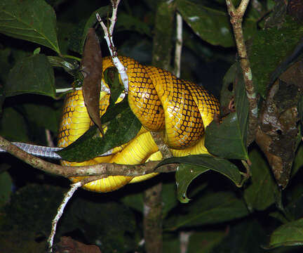 Plancia ëd Gonyosoma oxycephalum (F. Boie 1827)