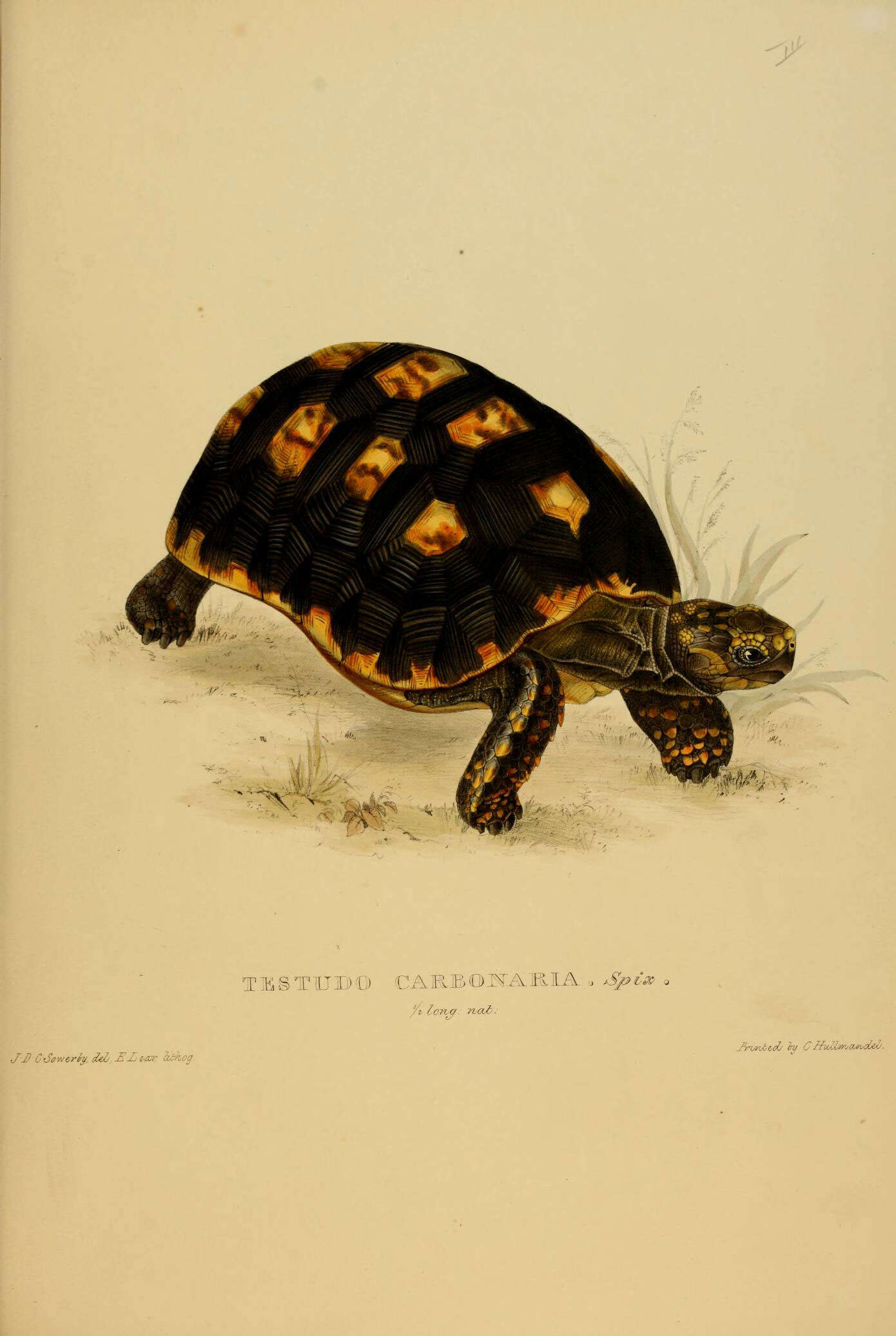 Image of Testudinidae