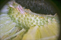 Image of Erigeron glabratus (Phil.)