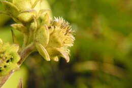 Image of rosinweed